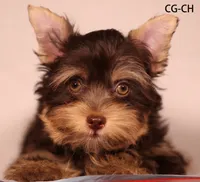 CG-CO, a female Yorkshire Terrier for sale in San Gabriel, CA – 1 of 3