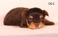 CG-CO, a female Yorkshire Terrier for sale in Los Angeles, CA – 1 of 2