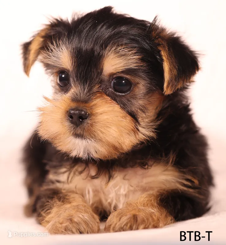 BTB-T – Yorkshire Terrier puppy for sale in Los Angeles, CA