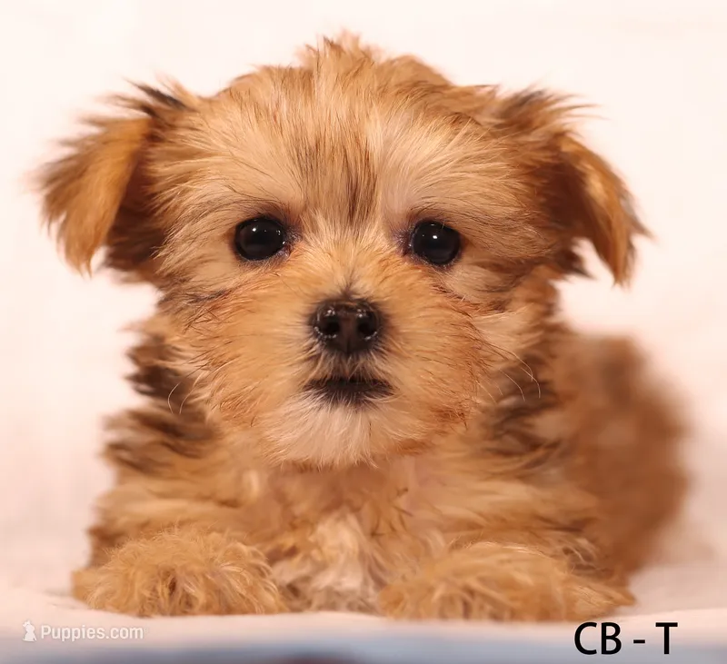 CB-T – Yorkshire Terrier puppy for sale in Los Angeles, CA