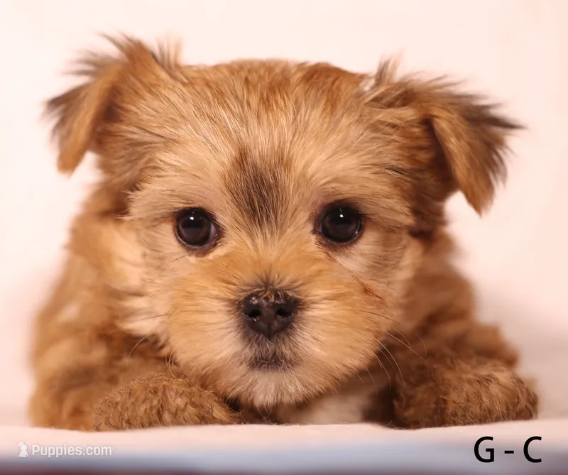 G-C – Yorkshire Terrier puppy for sale in Los Angeles, CA