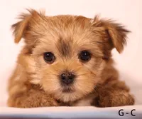 G-C, a female Yorkshire Terrier for sale in Los Angeles, CA – 1 of 3