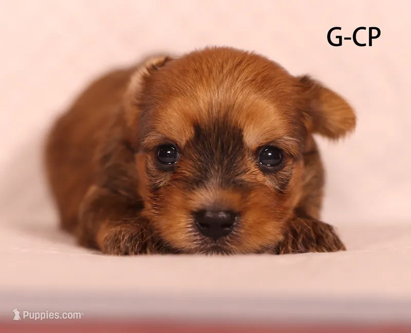G-CP – Yorkshire Terrier puppy for sale in Los Angeles, CA