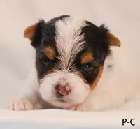 P-C, a female Yorkshire Terrier for sale in Los Angeles, CA – 1 of 2