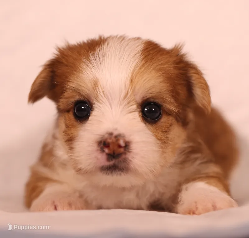 BP-B – Yorkshire Terrier puppy for sale in Los Angeles, CA
