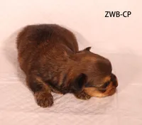 ZWB-CP, a male Yorkshire Terrier for sale in Los Angeles, CA – 2 of 2