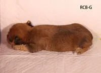 RCB, a male Yorkshire Terrier for sale in Los Angeles, CA – 2 of 2