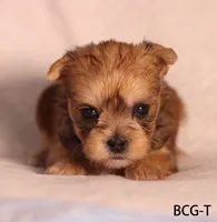 BCG-T, a female Yorkshire Terrier for sale in Los Angeles, CA – 3 of 4
