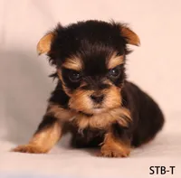 STB-T, a male Yorkshire Terrier for sale in Los Angeles, CA – 2 of 3