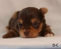 D-C, a female Yorkshire Terrier for sale in Los Angeles, CA – 3 of 3