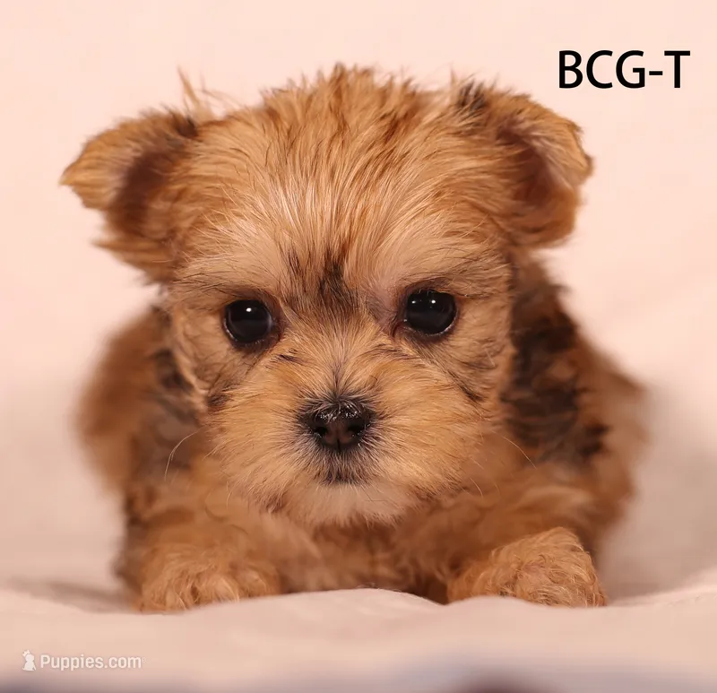 BCG-T – Yorkshire Terrier puppy for sale in Los Angeles, CA