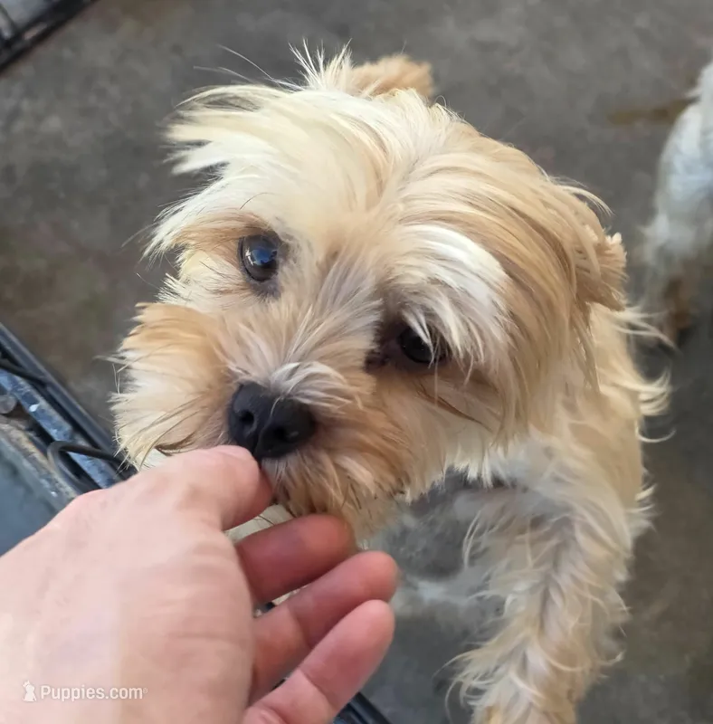 Cary – Yorkshire Terrier puppy for sale in Los Angeles, CA