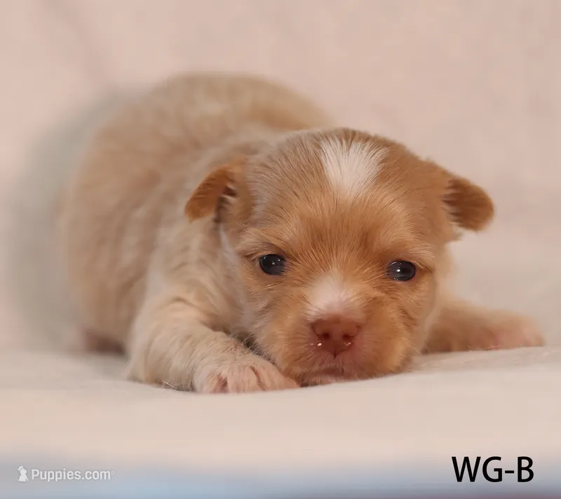 WG-B – Yorkshire Terrier puppy for sale in Los Angeles, CA