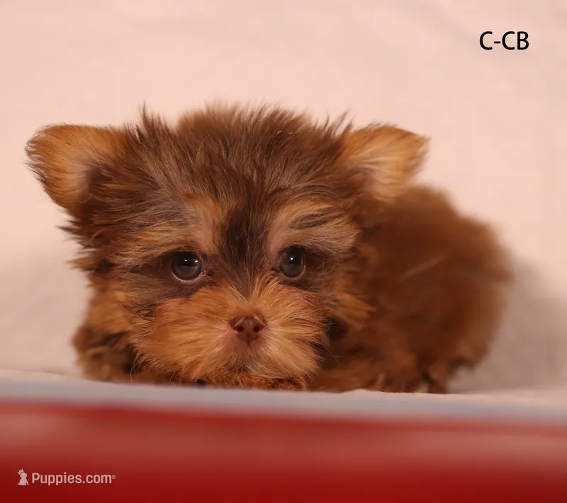 CB-CO – Yorkshire Terrier puppy for sale in Los Angeles, CA