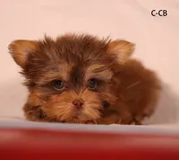 CB-CO, a male Yorkshire Terrier for sale in Los Angeles, CA – 1 of 2
