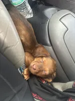 Daisy , a female Miniature Dachshund for sale in York, SC – 3 of 4