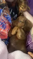 Daisy , a female Miniature Dachshund for sale in York, SC – 2 of 4