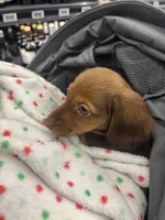 Daisy , a female Miniature Dachshund for sale in York, SC – 4 of 4