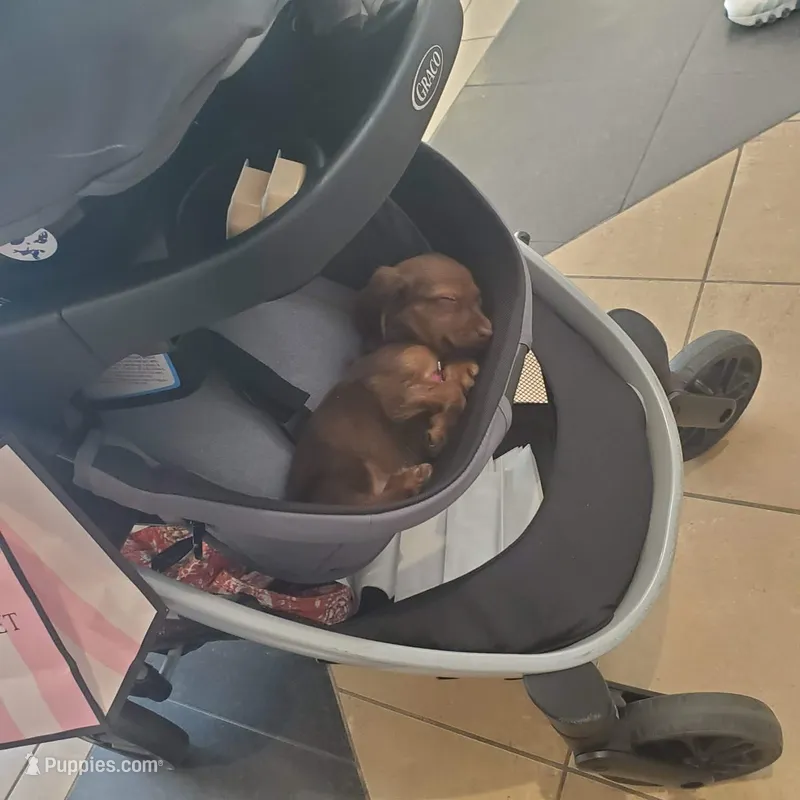 Daisy  – Miniature Dachshund puppy for sale in York, SC