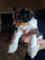 Pretty Boy, a male Cavapoo for sale in Woodway, TX – 5 of 5