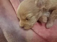 Blondie, a female Cavapoo for sale in Woodway, TX – Photo 2 of 3