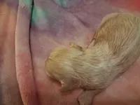 Blondie, a female Cavapoo for sale in Woodway, TX – Photo 3 of 3