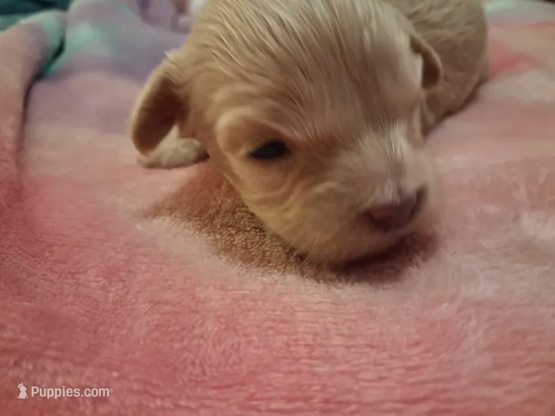 Blondie – Cavapoo puppy for sale in Woodway, TX