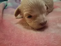 Blondie, a female Cavapoo for sale in Woodway, TX – Photo 1 of 3