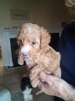 Betty White, a female Cavapoo for sale in Woodway, TX – 2 of 4