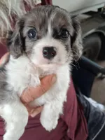 Bossy, a male Cavapoo for sale in Woodway, TX – Photo 1 of 6