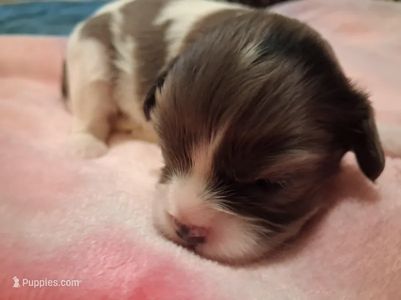 Bossy – Cavapoo puppy for sale in Woodway, TX