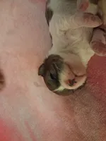 Bossy, a female Cavapoo for sale in Woodway, TX – Photo 3 of 3