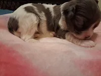 Bossy, a female Cavapoo for sale in Woodway, TX – Photo 2 of 3