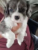 Bossy, a male Cavapoo for sale in Woodway, TX – Photo 2 of 6
