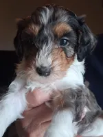 Pretty Boy, a male Cavapoo for sale in Woodway, TX – 1 of 5