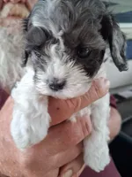 Tiny, a male Cavapoo for sale in Woodway, TX – Photo 2 of 3