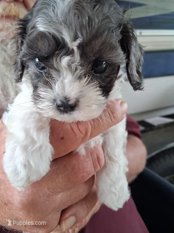 Tiny – Cavapoo puppy for sale in Woodway, TX