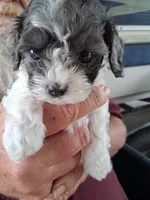 Tiny, a male Cavapoo for sale in Woodway, TX – Photo 1 of 3