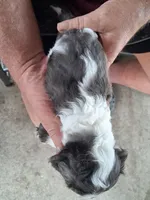 Tiny, a male Cavapoo for sale in Woodway, TX – Photo 3 of 3