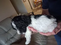 Bubba J, a male Cavapoo for sale in Woodway, TX – 3 of 4