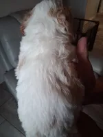 Sandy, a male Cavapoo for sale in Woodway, TX – 2 of 5