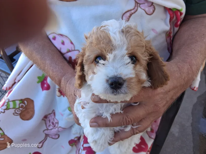 Carrie – Cavapoo puppy for sale in Woodway, TX
