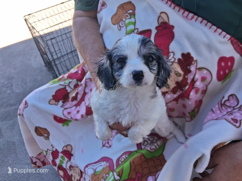 Patsy – Cavapoo puppy for sale in Woodway, TX