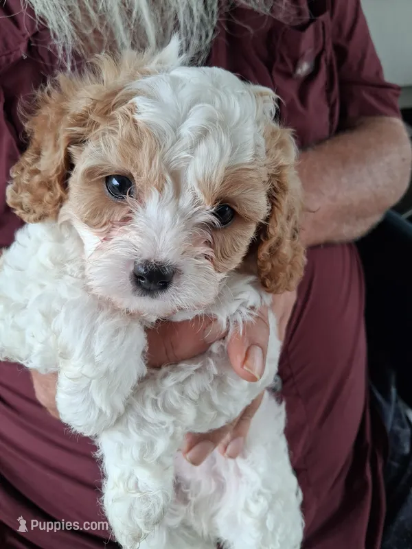Butch – Cavapoo puppy for sale in Woodway, TX