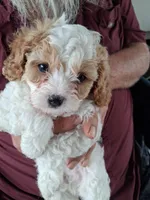 Butch, a male Cavapoo for sale in Woodway, TX – Photo 1 of 4