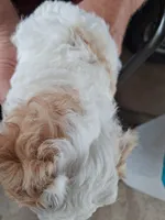 Butch, a male Cavapoo for sale in Woodway, TX – Photo 2 of 4