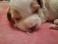 Butch, a male Cavapoo for sale in Woodway, TX – Photo 1 of 2