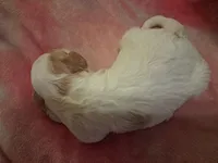 Butch, a male Cavapoo for sale in Woodway, TX – Photo 2 of 2