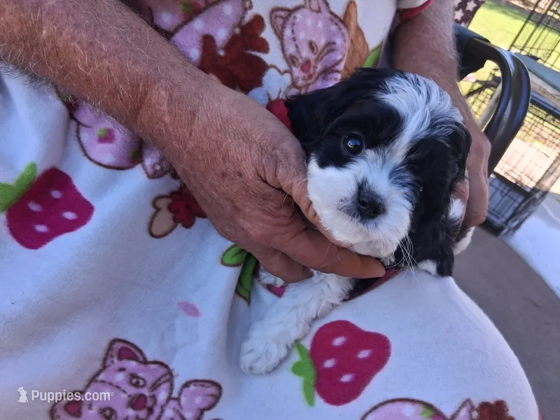 Ella – Cavapoo puppy for sale in Woodway, TX