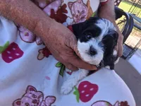 Ella, a female Cavapoo for sale in Woodway, TX – 1 of 2